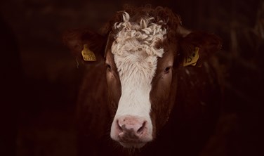 Scott Brothers Butchers